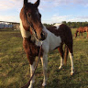 Meet your Posher, Annaleese